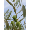Huile d'olive de l'Abbaye de Jouques de Epices & condiments
