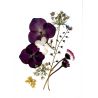 Carte Composition Florale Violette 